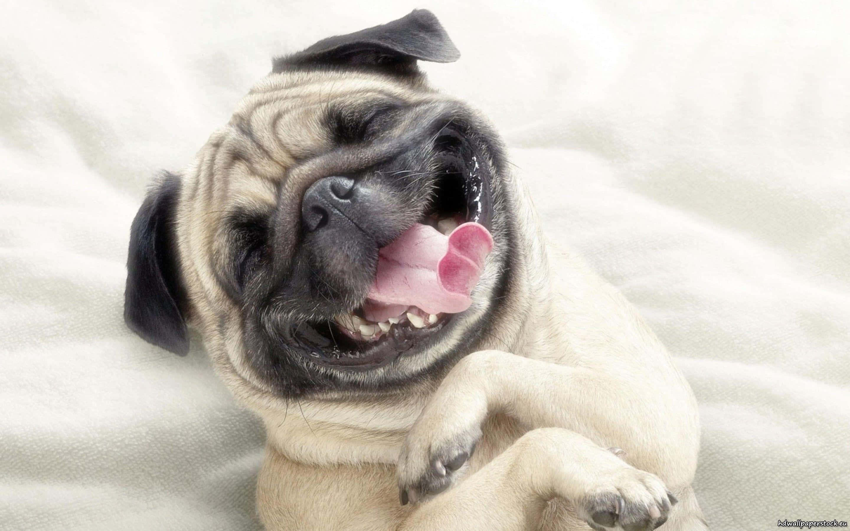 pug puppy, white blanket, joyful expression, 2K Desktop Wallpaper