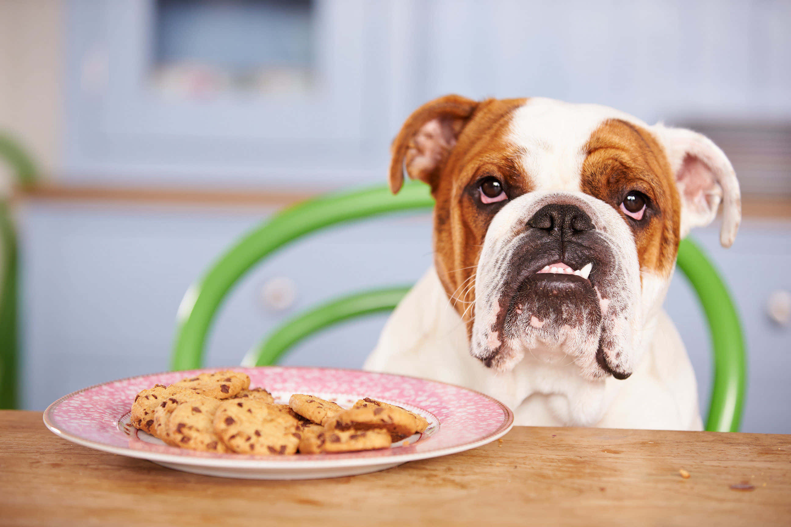 brown and white bulldog, wooden table, plate of chocolate chip cookies, 2K Desktop Wallpaper