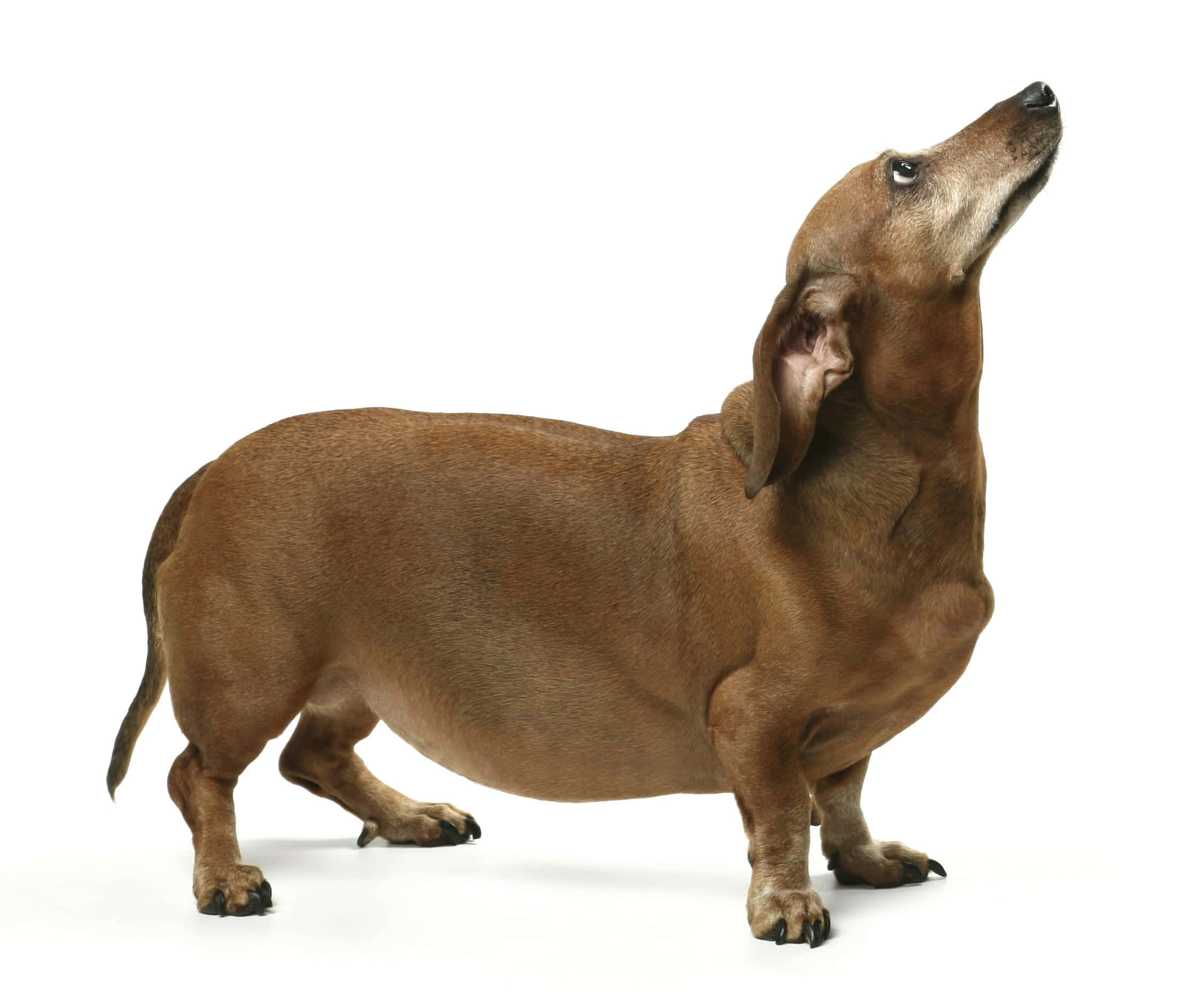 brown dachshund, stark white background, head tilted upward, Full HD Desktop Wallpaper