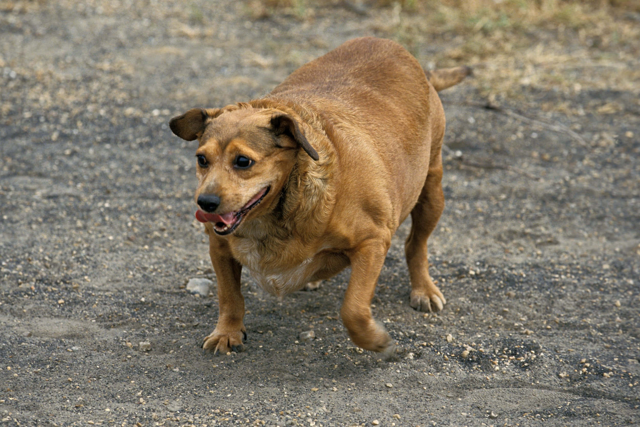 fat dog, park, gravelly ground, Full HD Desktop Wallpaper