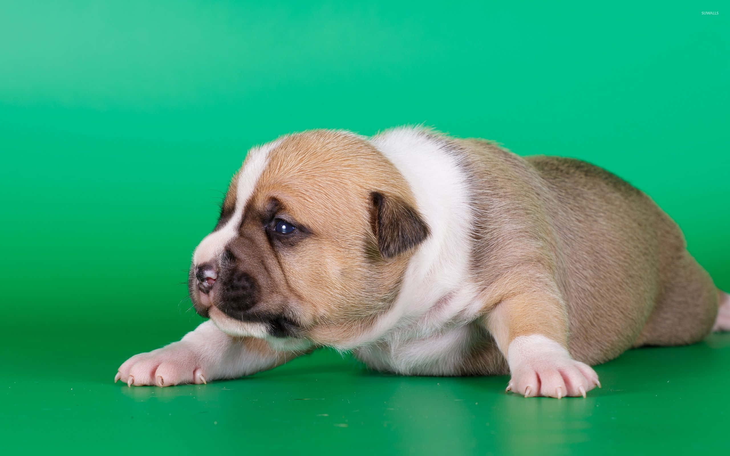 pleasantly plump pup, brown and white puppy, lush green lawn, 2K Desktop Wallpaper