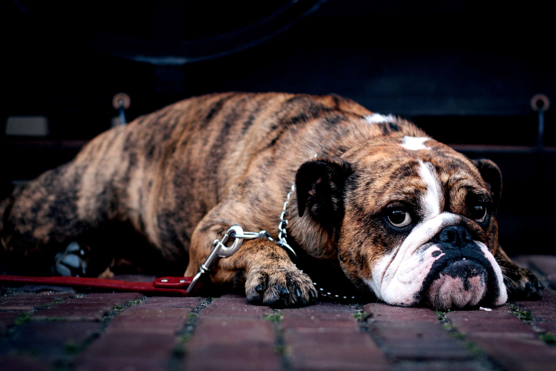 brindle bulldog, white face, red brick pavement, Full HD Desktop Wallpaper