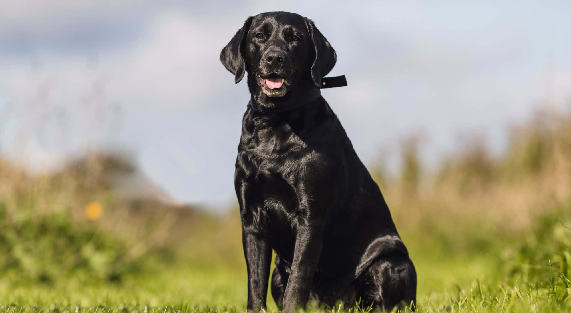 glossy black Labrador, vibrant green grass, soft blue sky, Full HD Desktop Wallpaper
