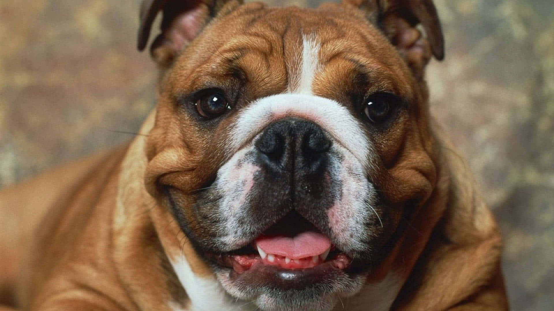 brown bulldog, white muzzle, pink tongue, Full HD Desktop Wallpaper