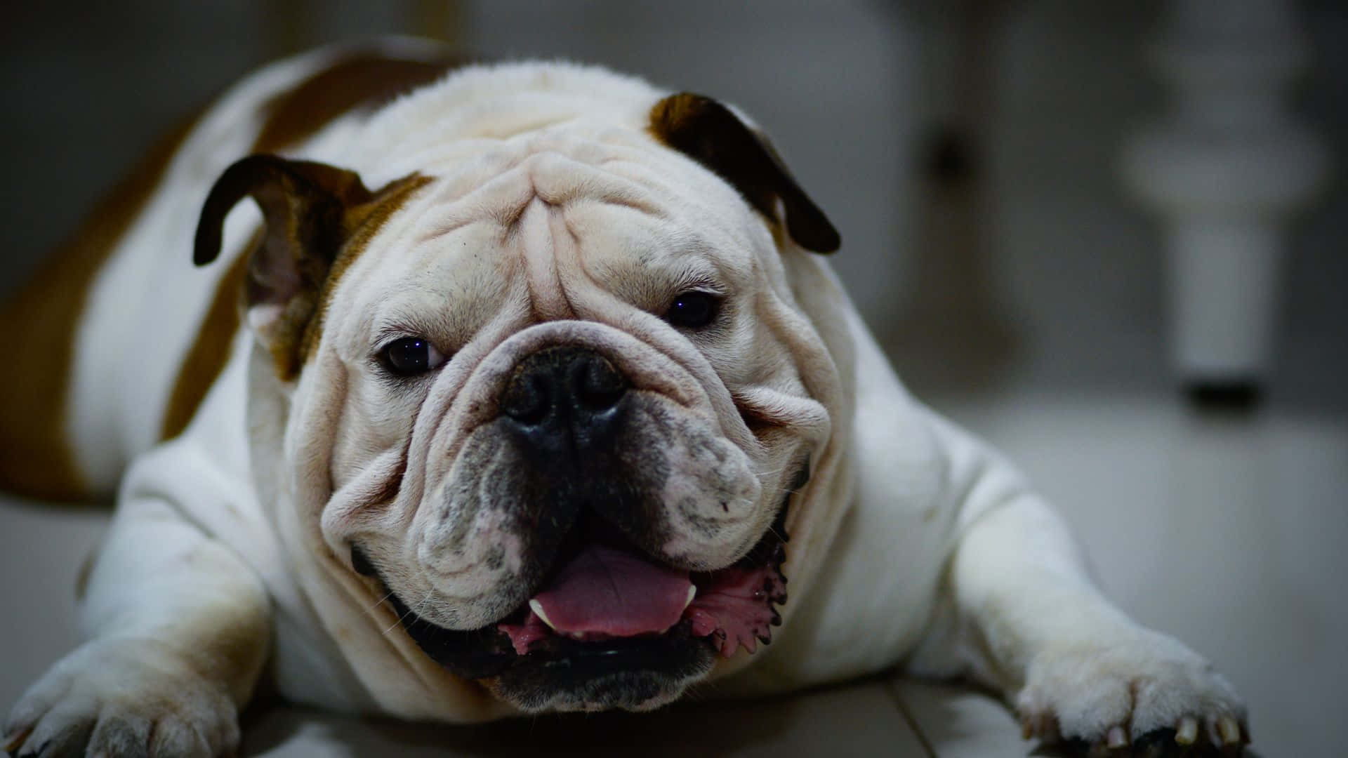 bulldog, wrinkled, tiled floor, Full HD Desktop Wallpaper