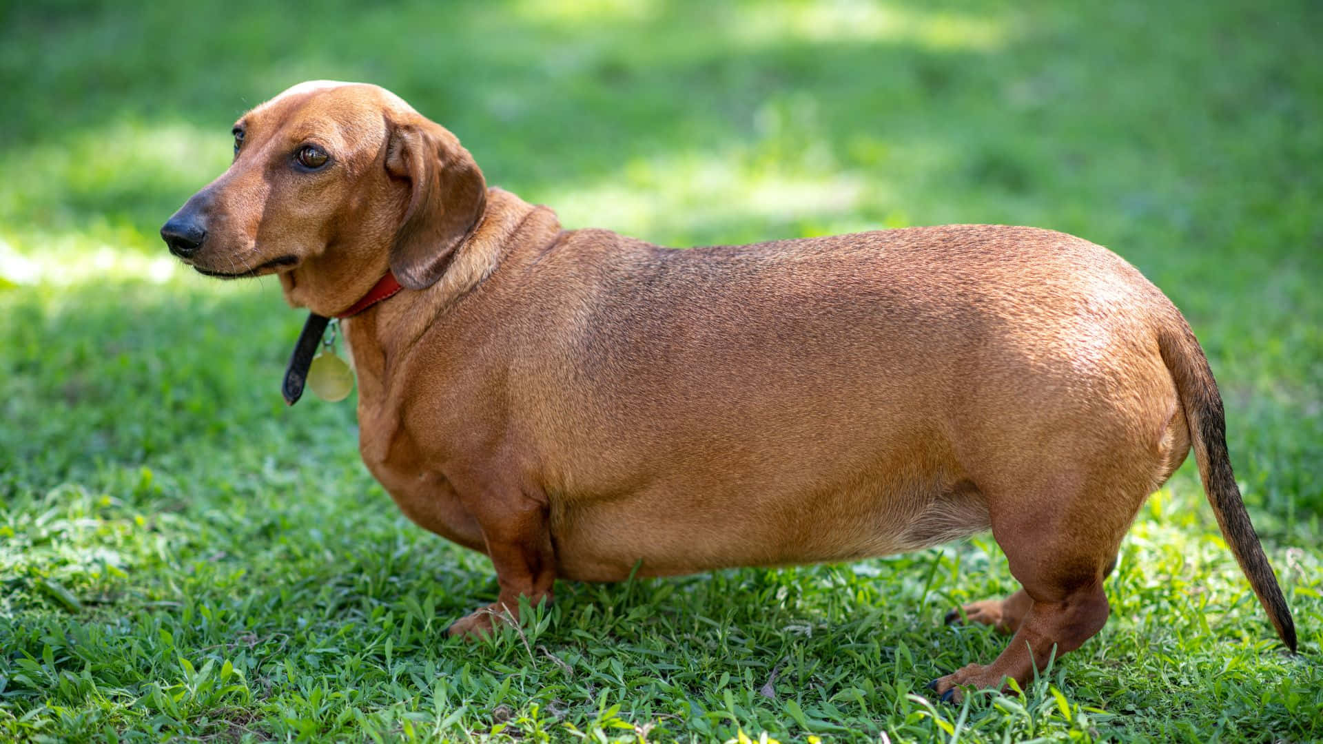 brown dachshund, vibrant green grass, bright sunlight, Full HD Desktop Wallpaper