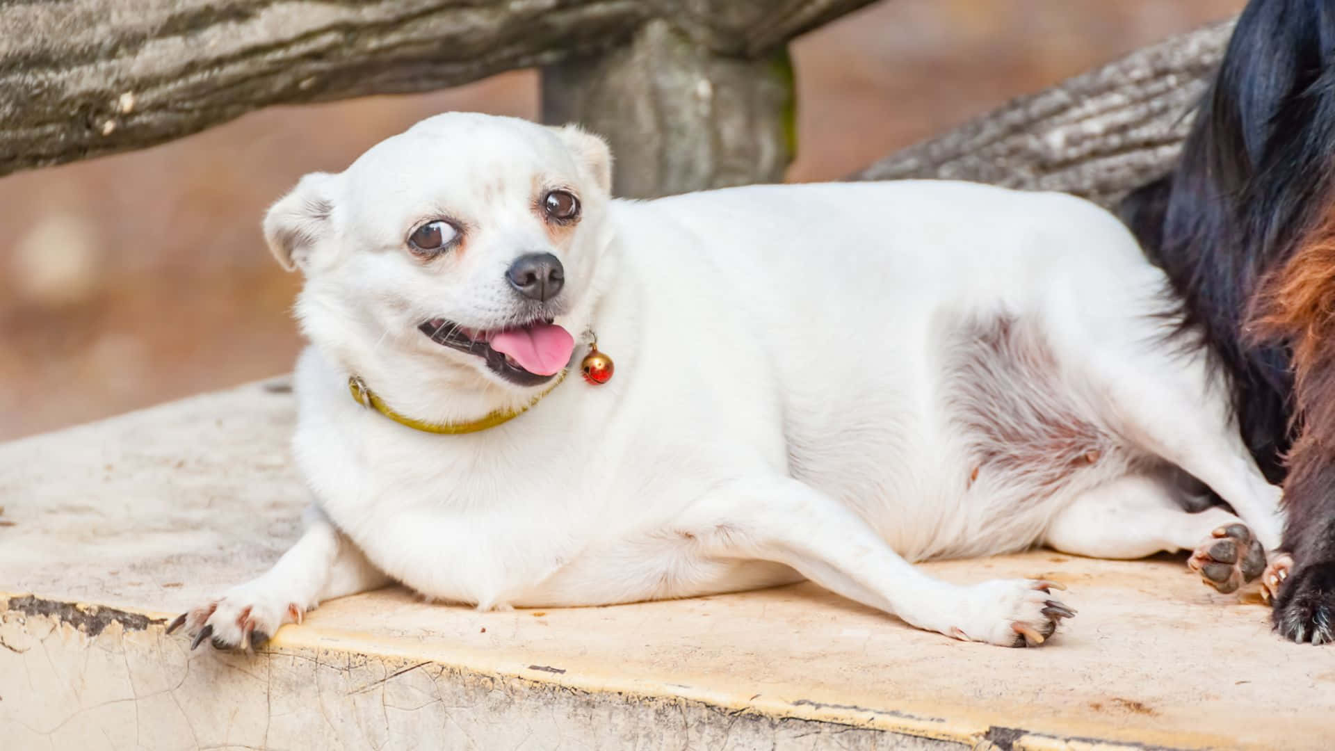 fluffy white dog, yellow collar, red bell, Full HD Desktop Wallpaper