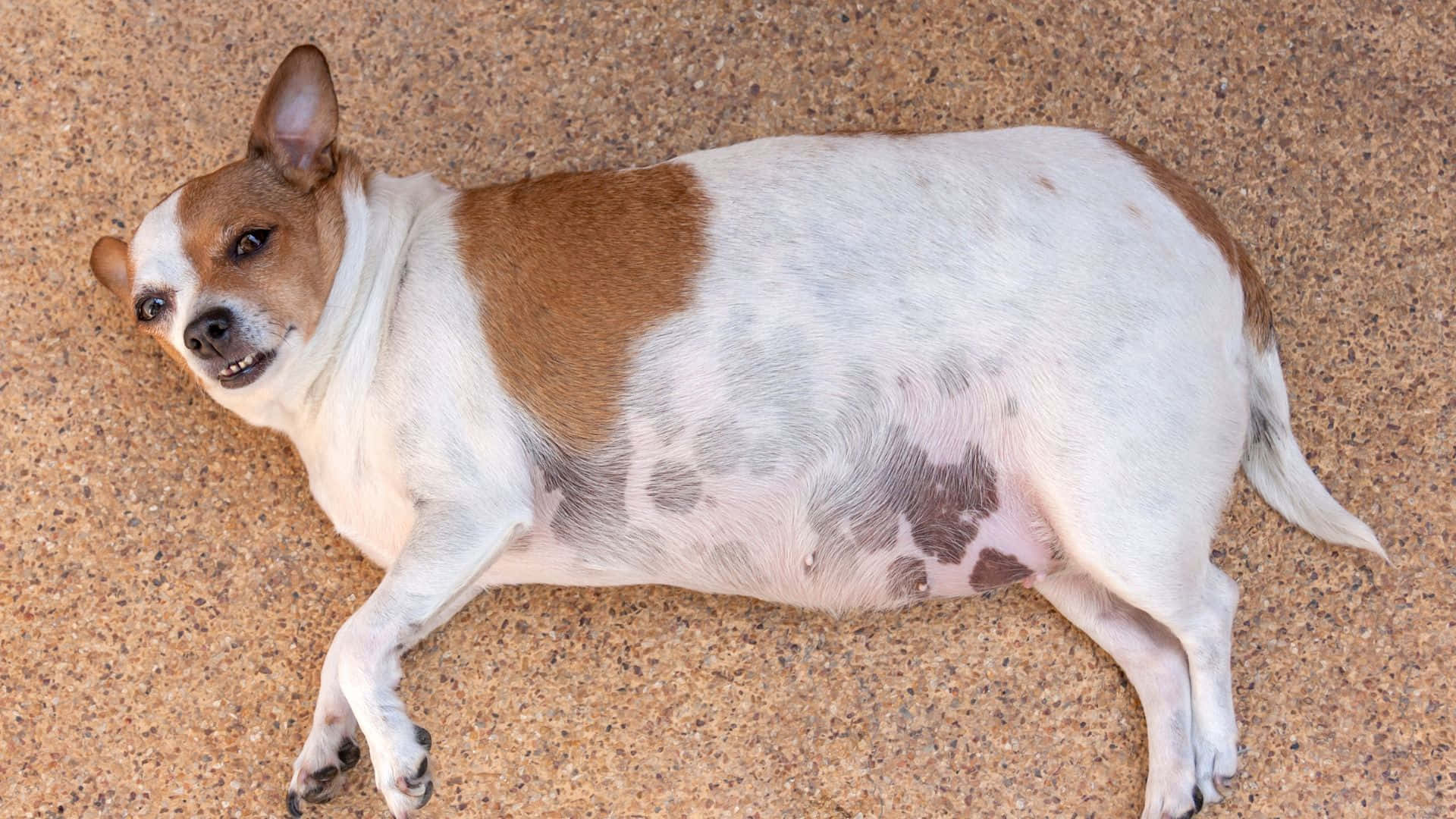 chubby pooch, brown and white dog, textured tan pavement, Full HD Desktop Wallpaper