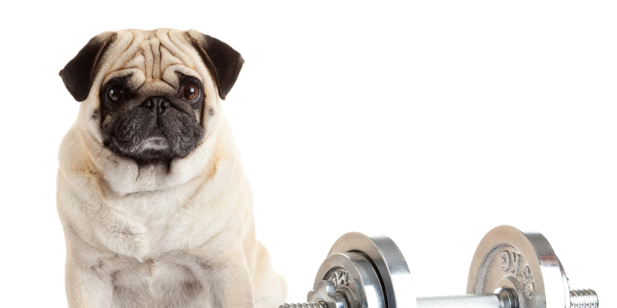 fawn pug, silver dumbbell, stark white background, Full HD Desktop Wallpaper
