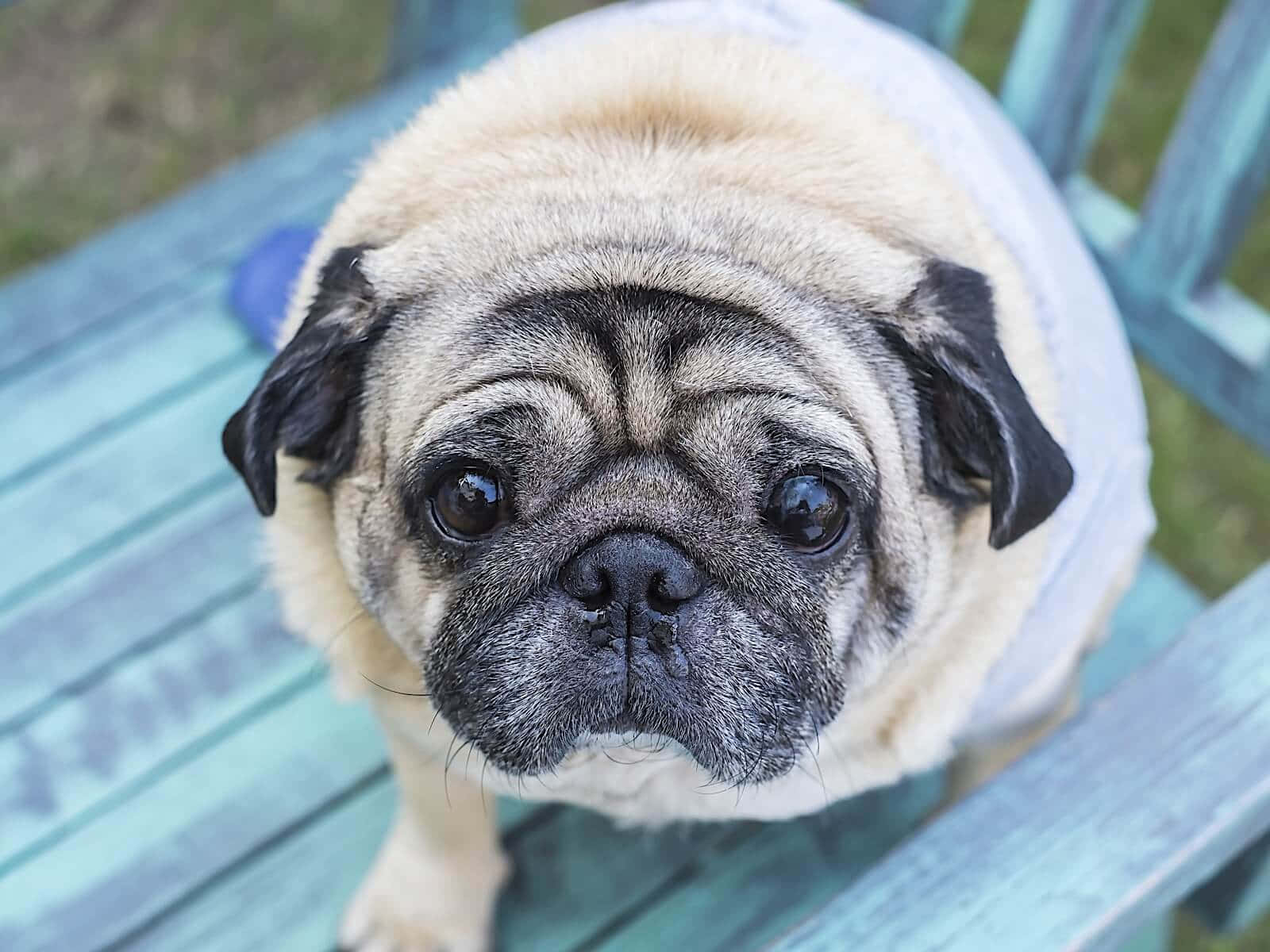 pug, white shirt, weathered teal wooden bench, HD Desktop Wallpaper