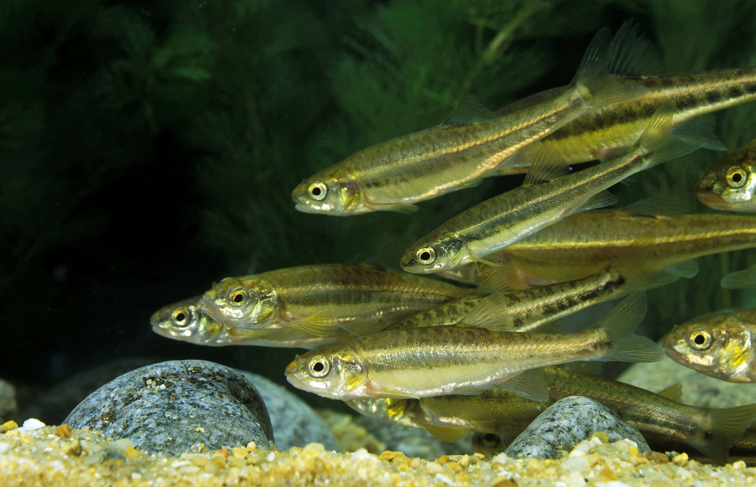 Fathead Minnow, school of fish, golden fish, 2K Desktop Wallpaper