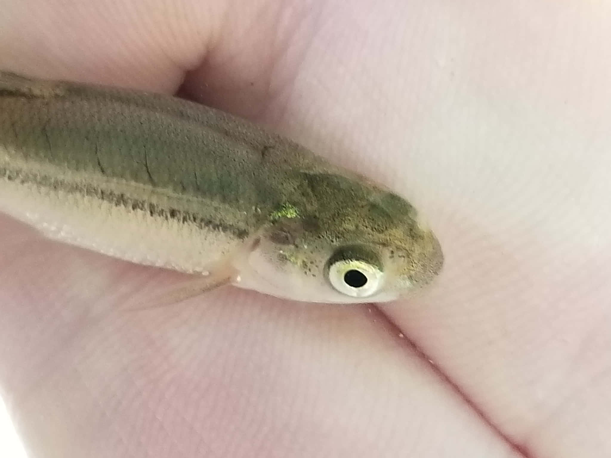 Fathead Minnow, greenish fish, large black eye, Full HD Desktop Wallpaper