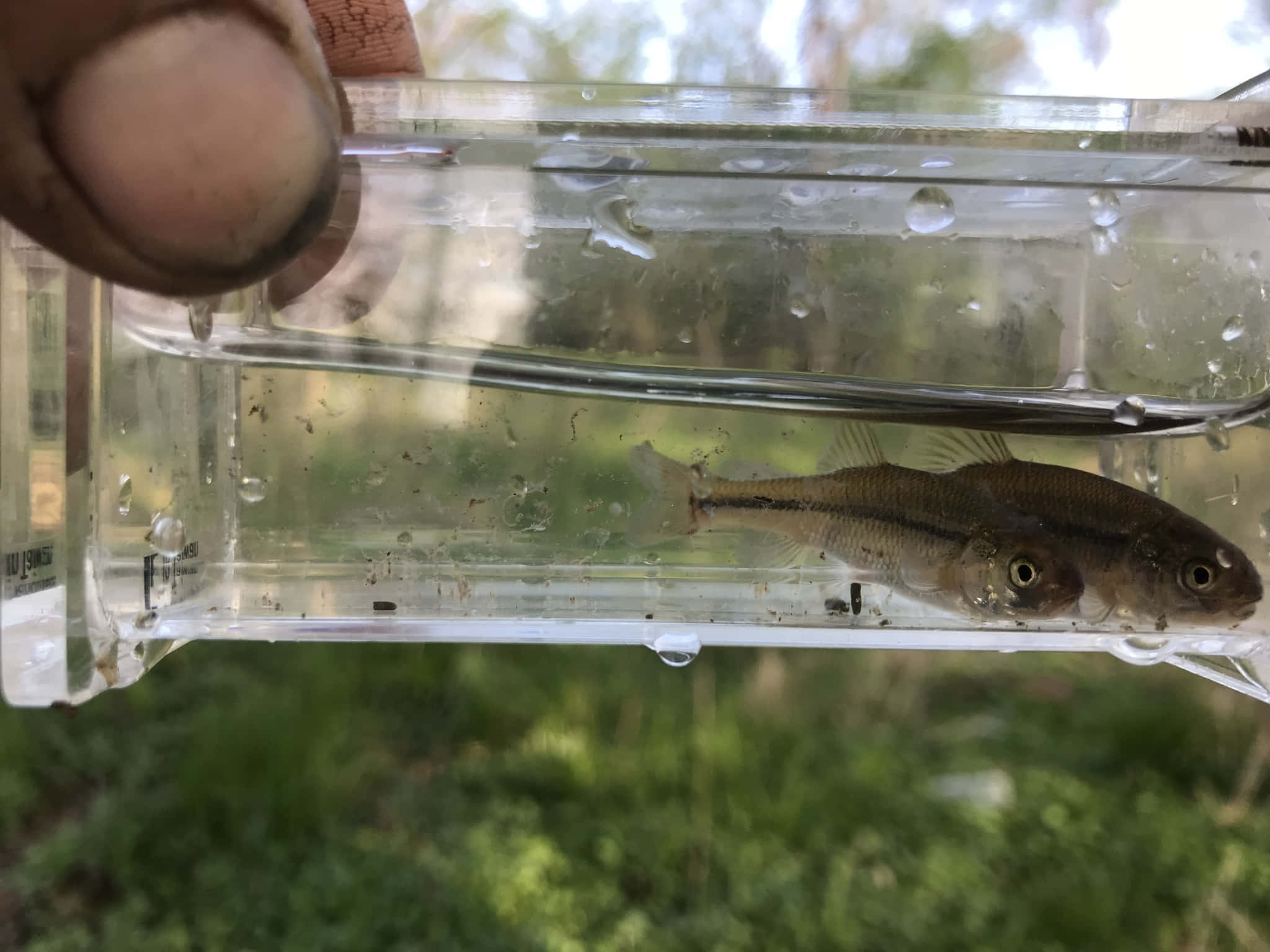 Fathead Minnow, transparent container, clear plastic container, Full HD Desktop Wallpaper