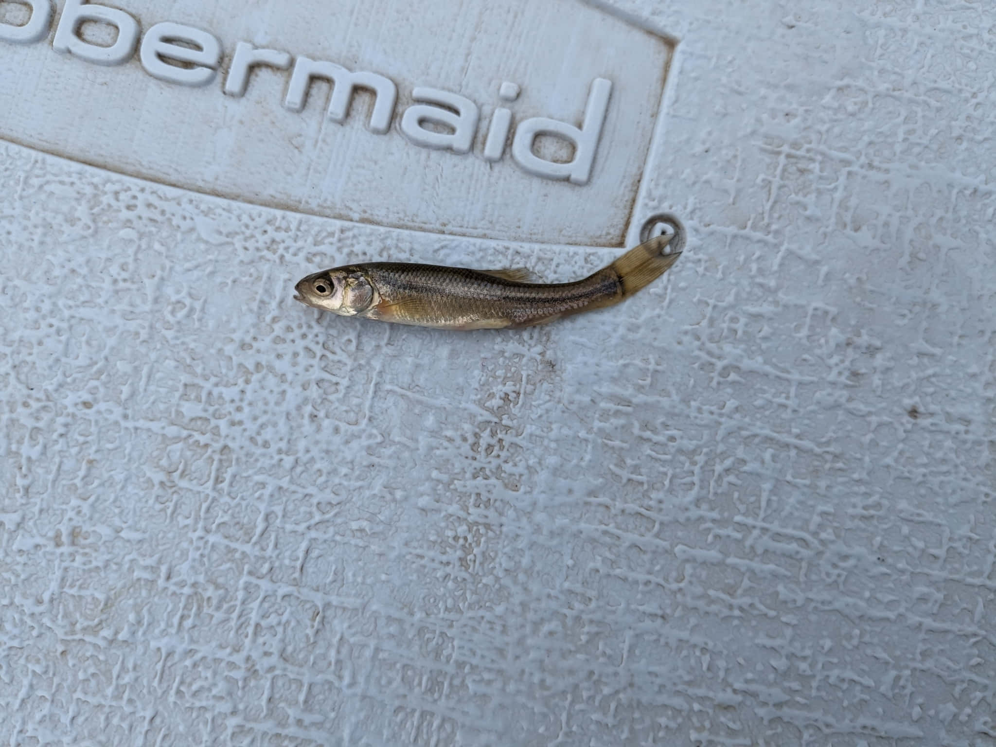 Fathead Minnow, textured white surface, embossed 'supermermaid' lettering, Full HD Desktop Wallpaper
