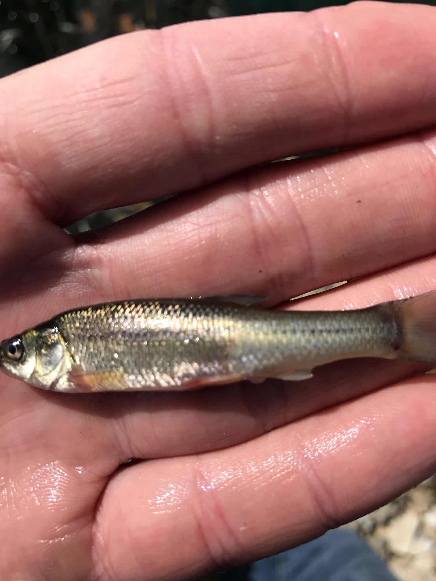 Fathead Minnow, silvery fish, red stripe, Full HD Phone Wallpaper