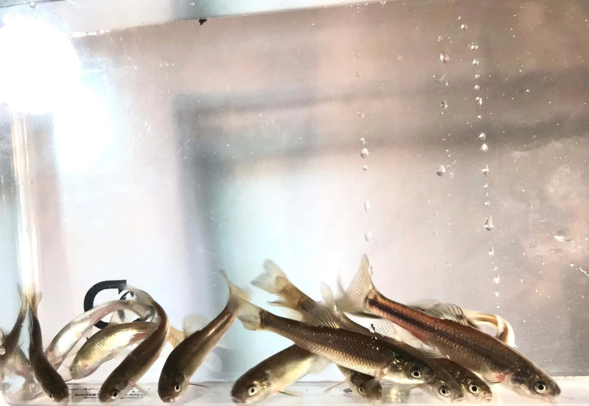 Fathead Minnow, aquarium, silver, Full HD Desktop Wallpaper