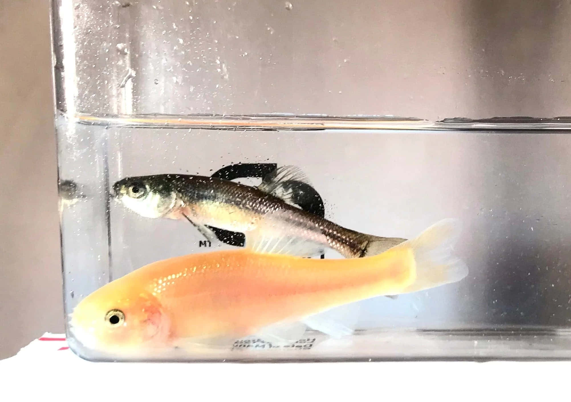 Fathead Minnow, aquarium, orange, Full HD Desktop Wallpaper