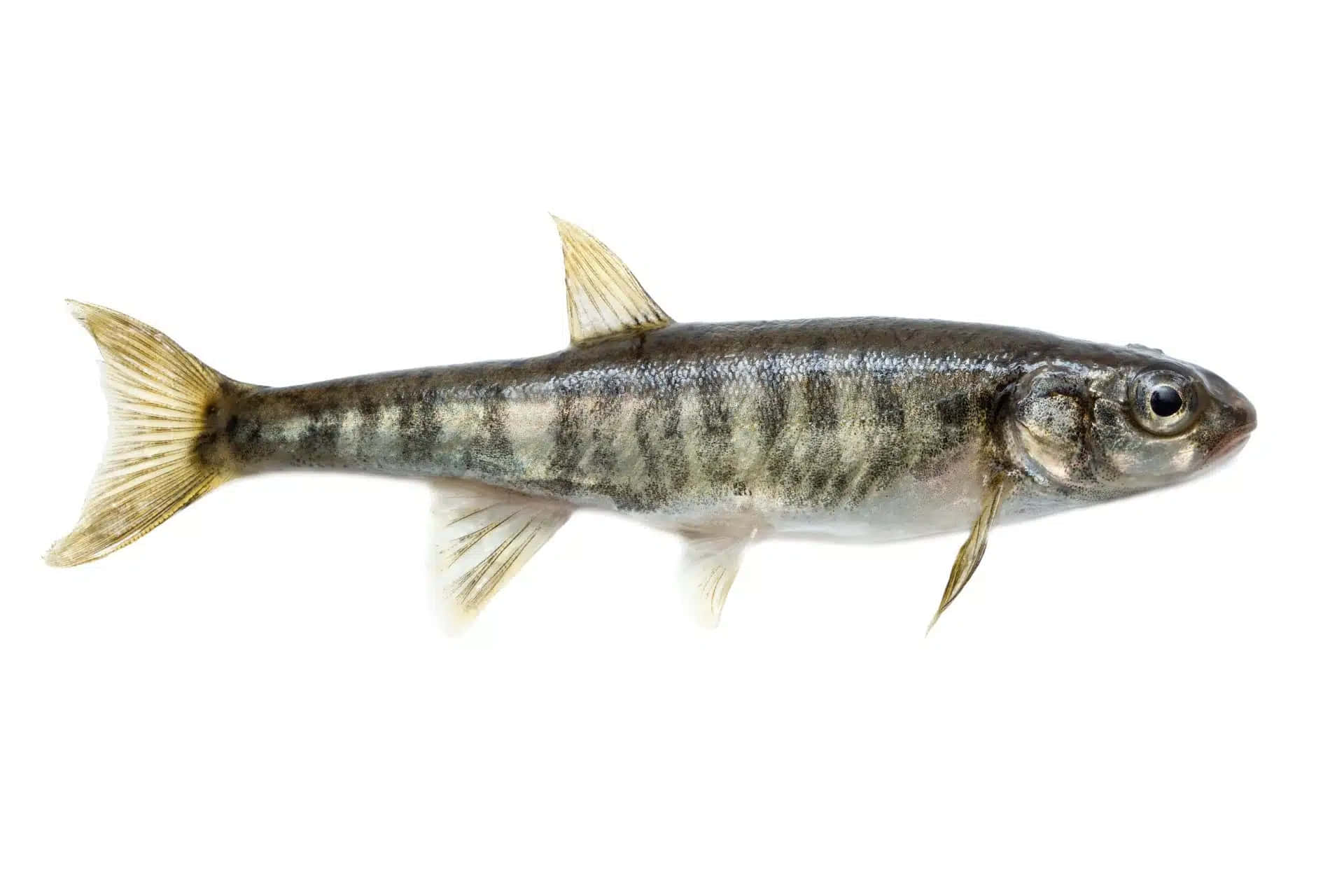 Fathead Minnow, dark gray and white stripes, translucent fins, Full HD Desktop Wallpaper