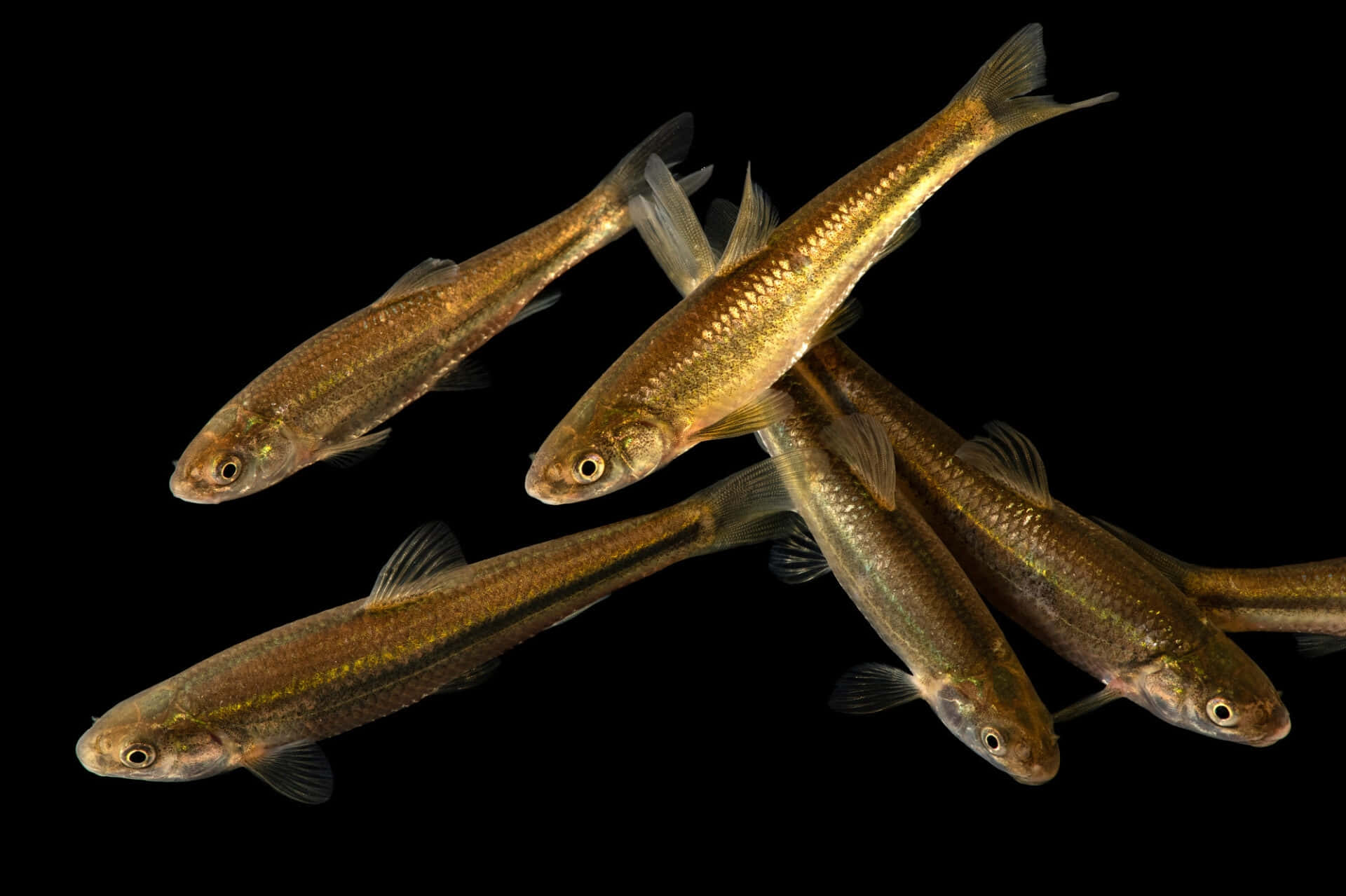 Fathead Minnow, school, golden-brown, Full HD Desktop Wallpaper