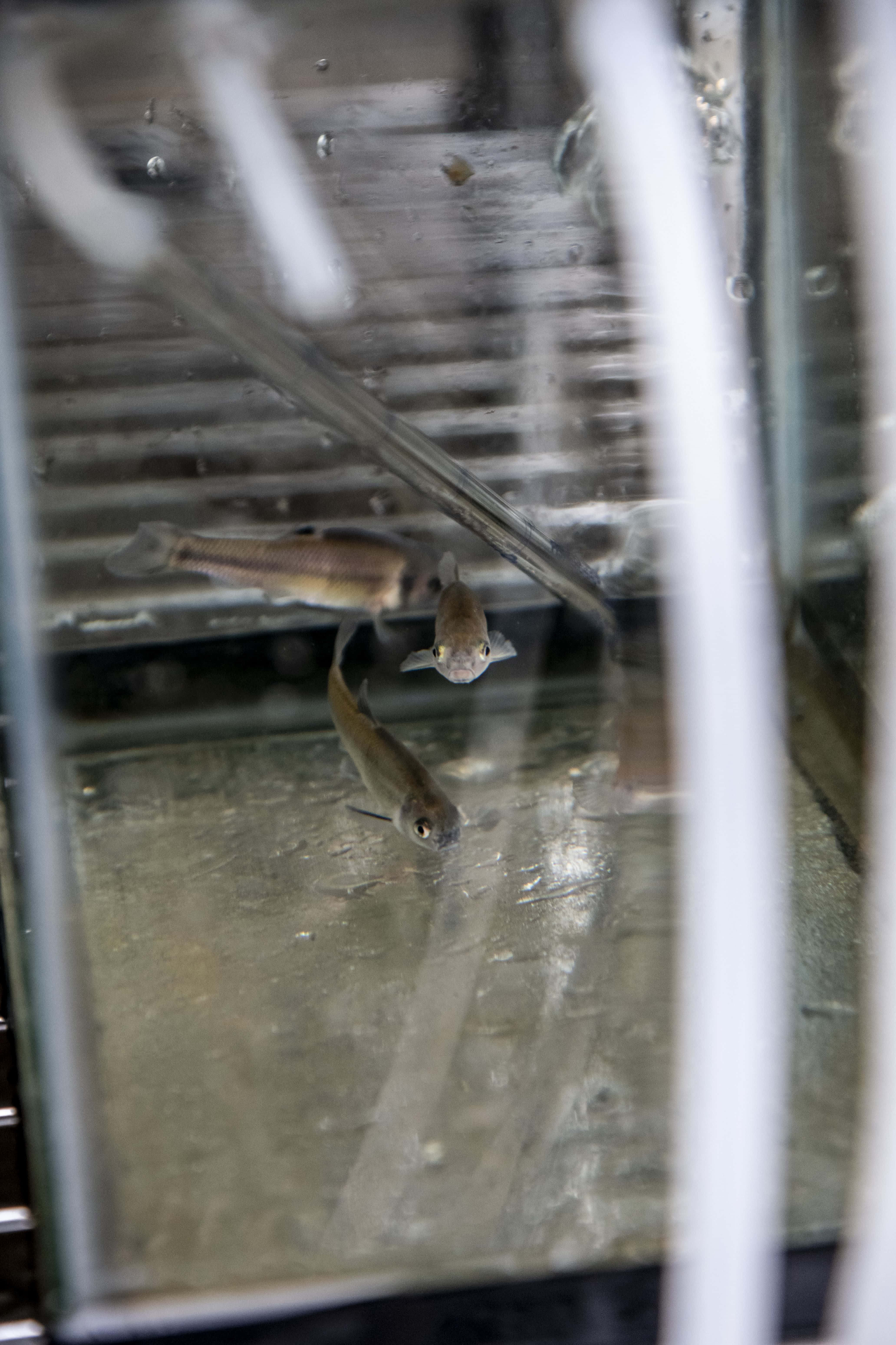 Fathead Minnow, aquarium setting, clear glass tank, 5K Phone Wallpaper