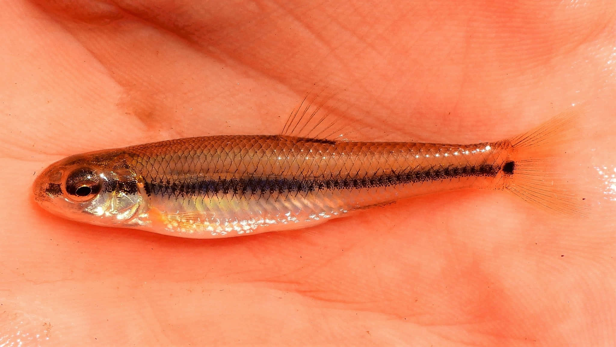 Fathead Minnow, palm, silver, Full HD Desktop Wallpaper