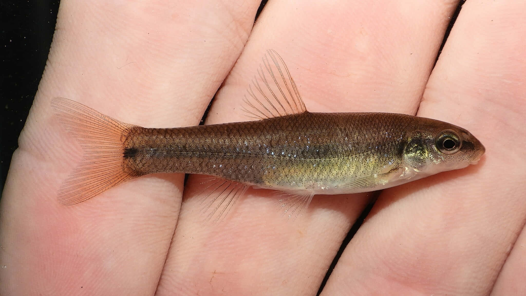 Fathead Minnow, brown fish, translucent fins, Full HD Desktop Wallpaper