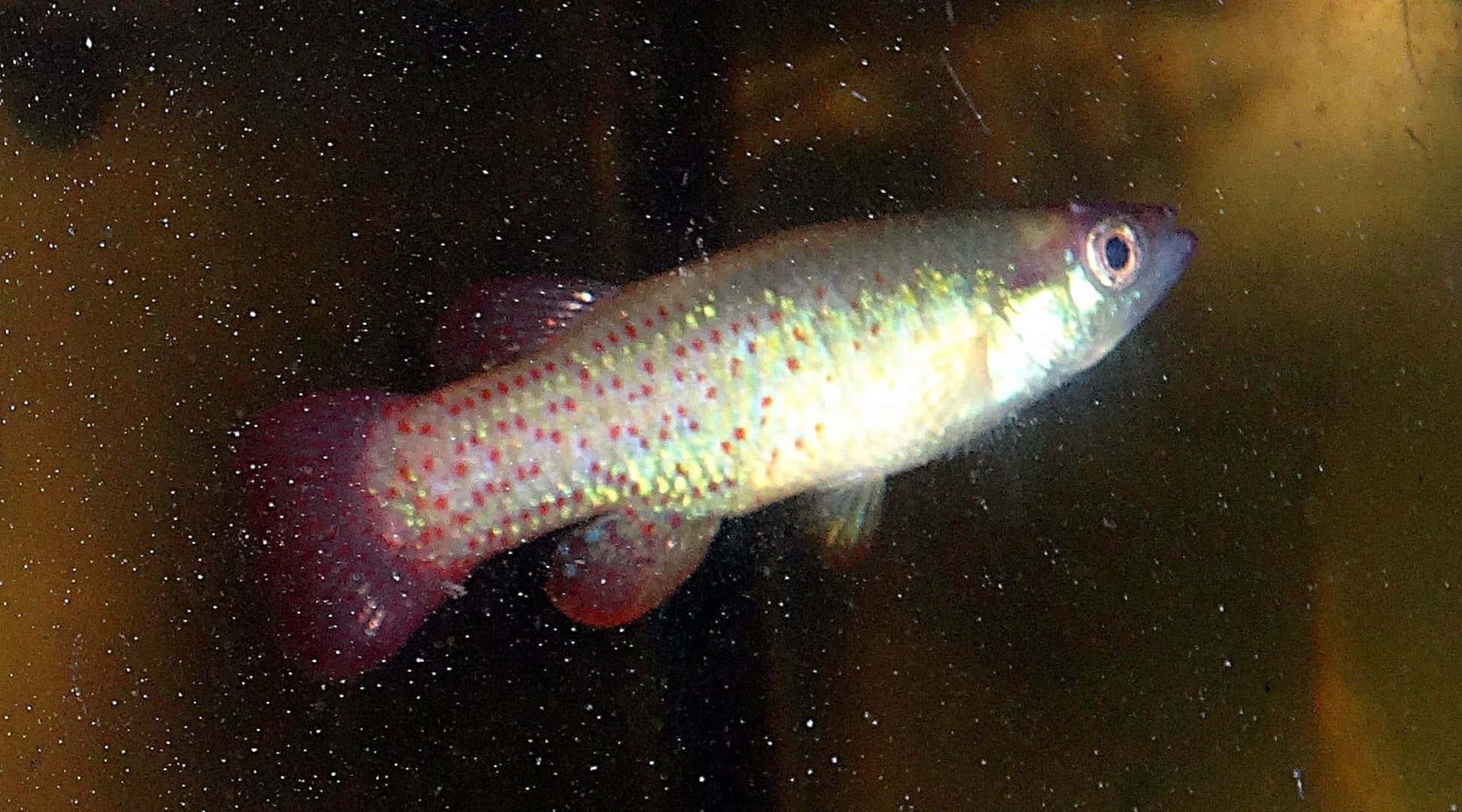 Fathead Minnow, aquarium, red spots, Full HD Desktop Wallpaper