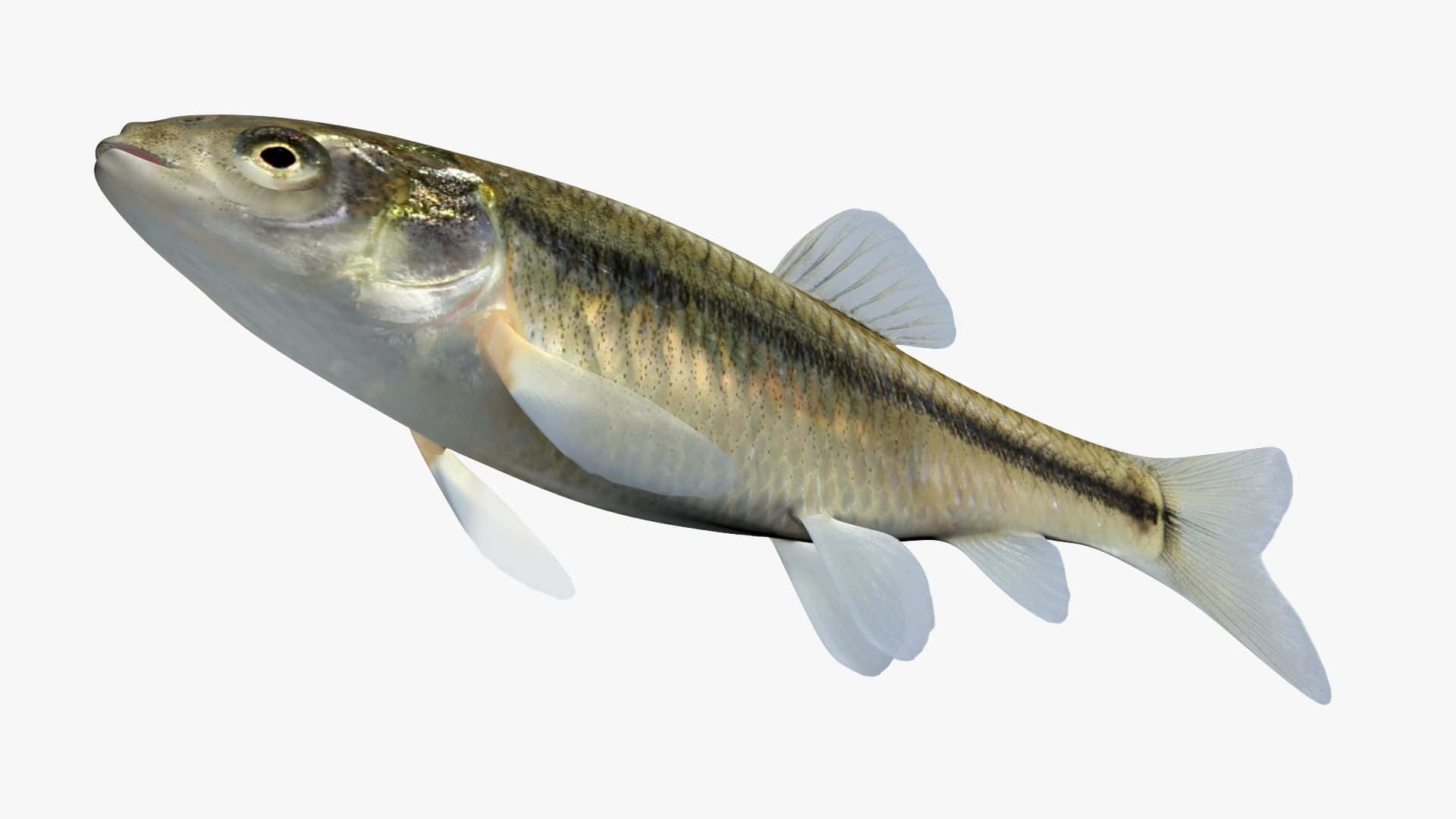 Fathead Minnow, silver, dark stripes, Full HD Desktop Wallpaper