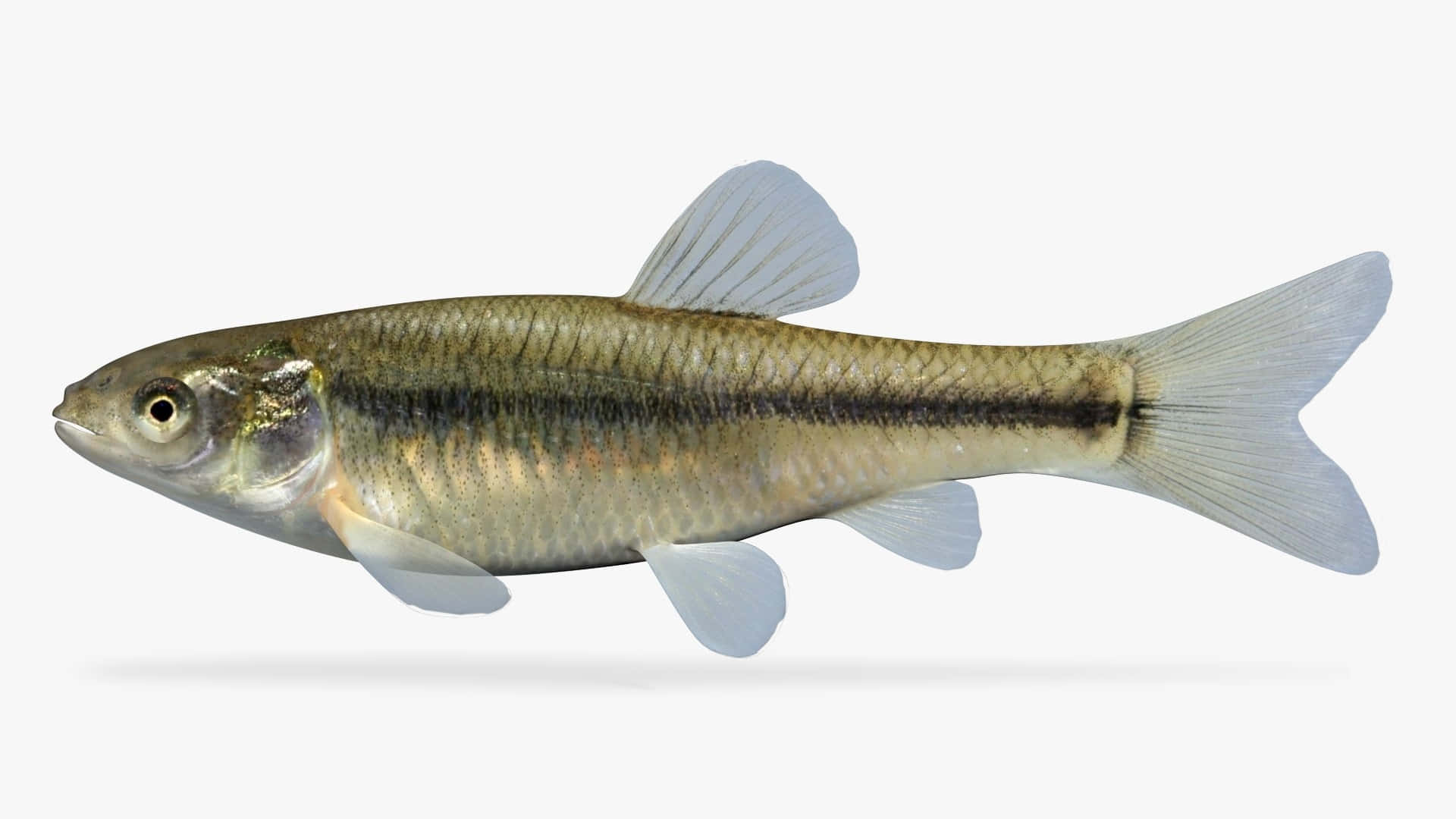 Fathead Minnow, silver scales, translucent fins, Full HD Desktop Wallpaper