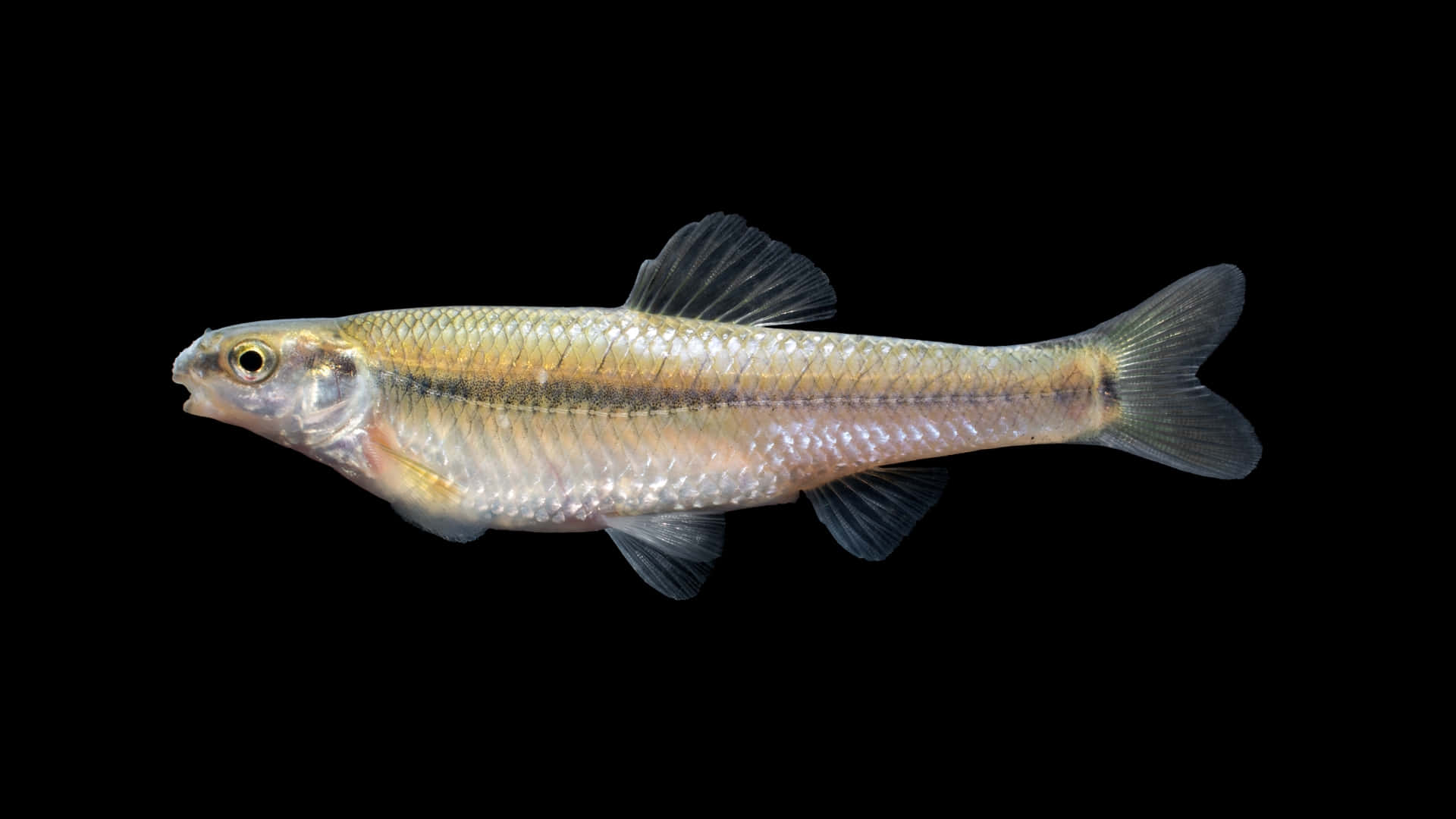 Fathead Minnow, slender silver fish, translucent fins, Full HD Desktop Wallpaper