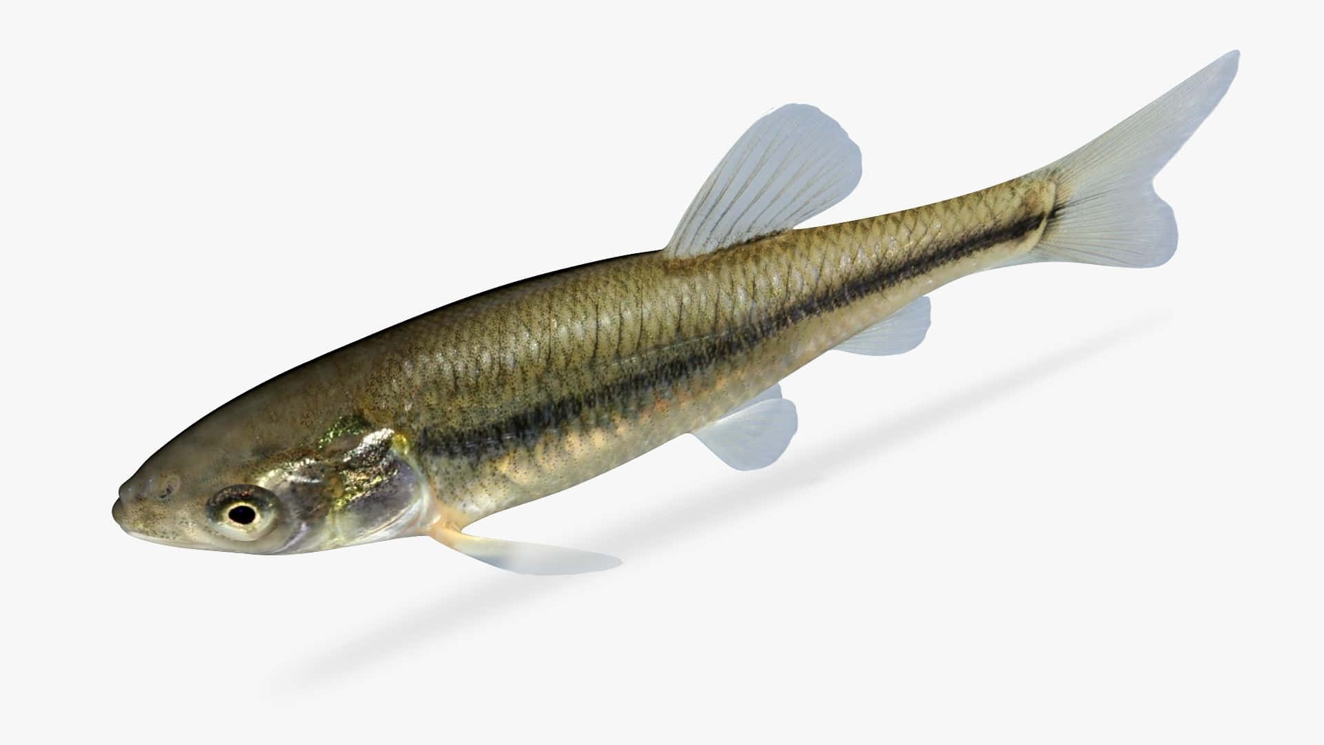 Fathead Minnow, silver, translucent fins, Full HD Desktop Wallpaper