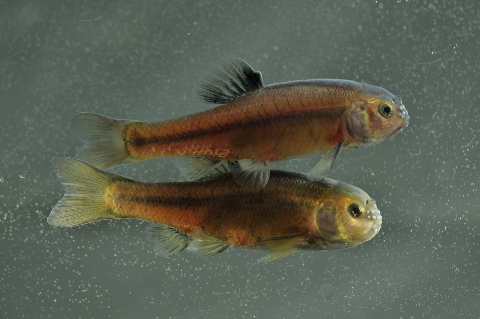 Fathead Minnow, orange and black markings, clear water, HD Desktop Wallpaper
