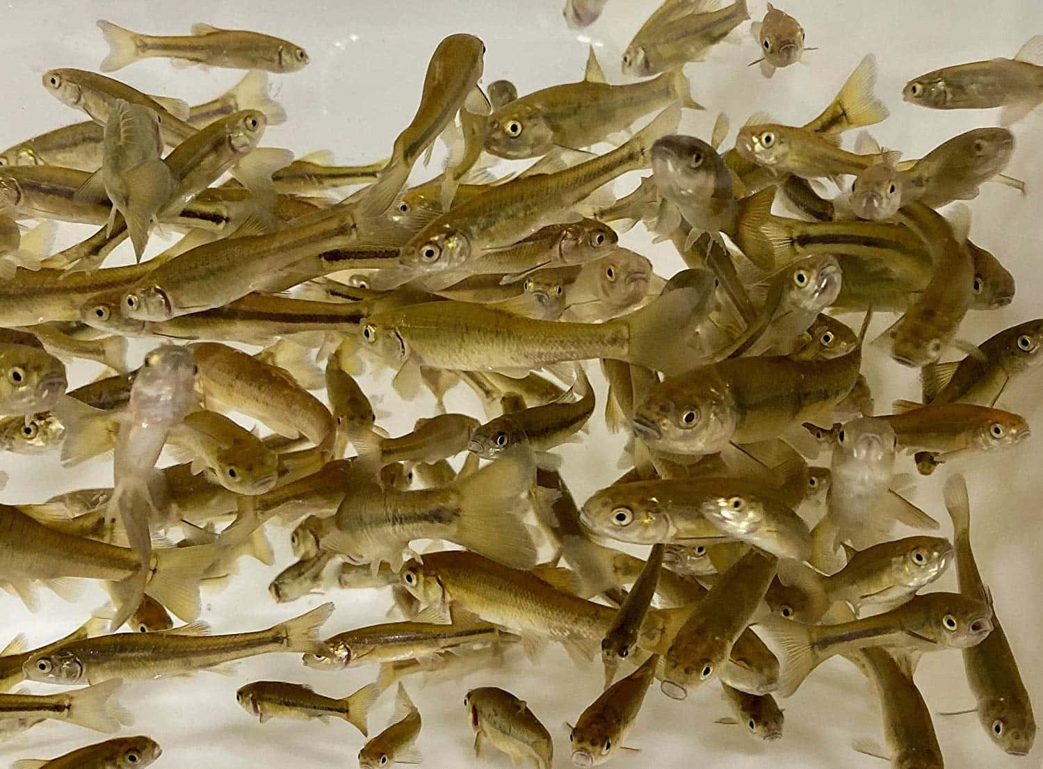 Fathead Minnow, translucent fish, golden brown bodies, HD Desktop Wallpaper