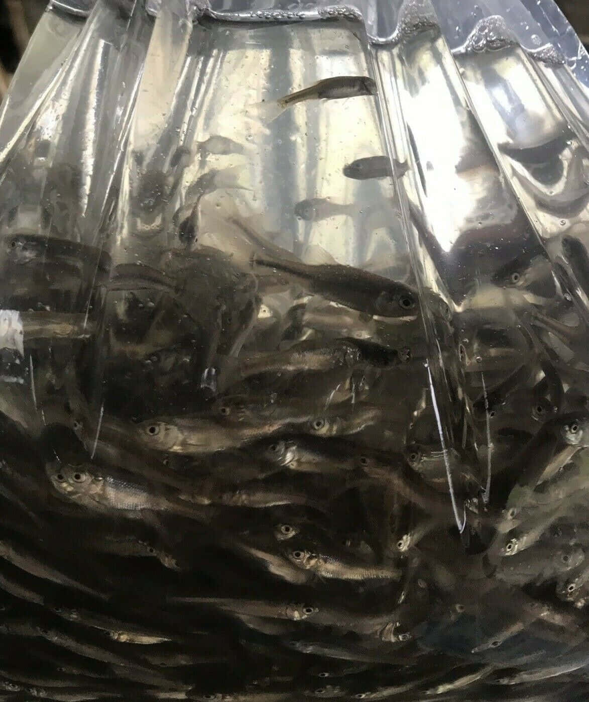 Fathead Minnow, plastic bag, silver fish, HD Phone Wallpaper