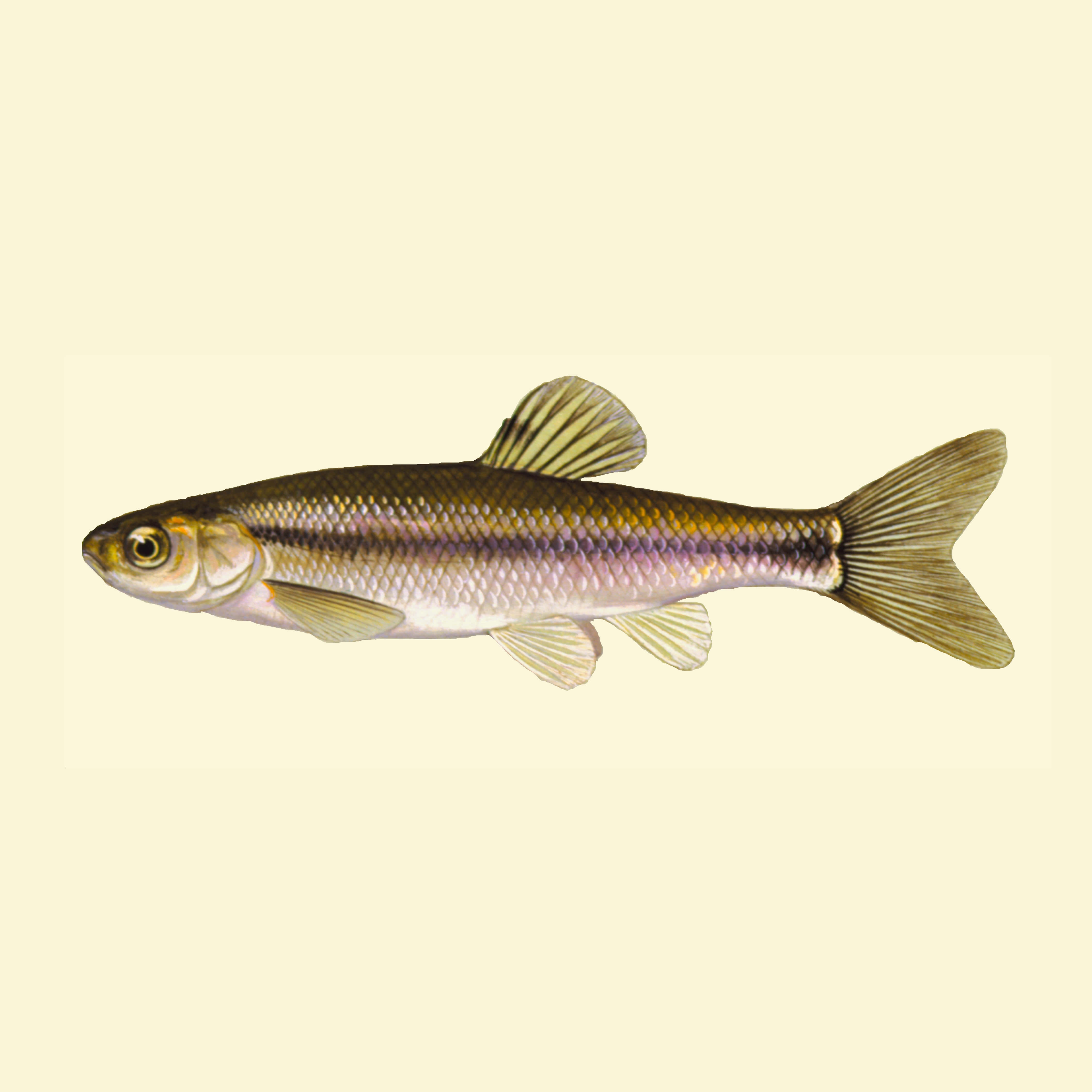 Fathead Minnow, iridescent scales, translucent fins, 4K Desktop Wallpaper
