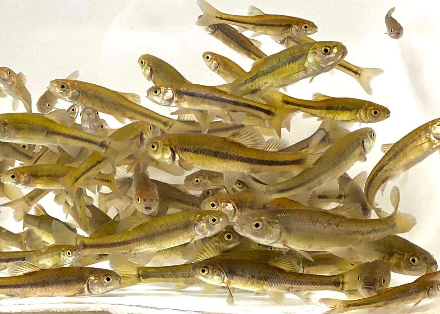 Fathead Minnow, golden fish, dark stripes, HD Desktop Wallpaper