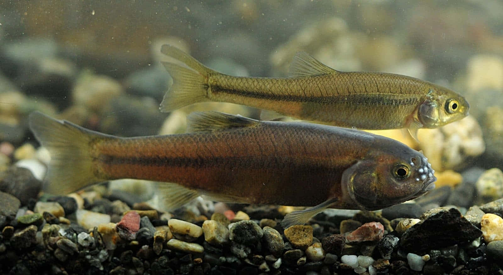 Fathead Minnow, pebbled riverbed, dark stripe, HD Desktop Wallpaper