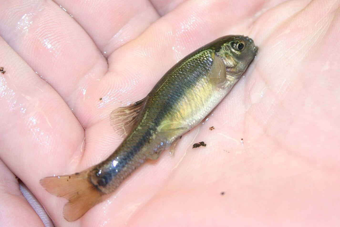 Fathead Minnow, greenish fish, yellow belly, HD Desktop Wallpaper