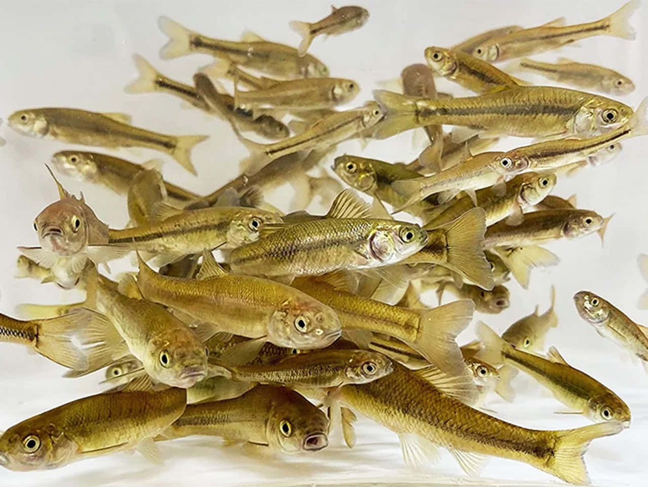 Fathead Minnow, golden-brown, school, HD Desktop Wallpaper