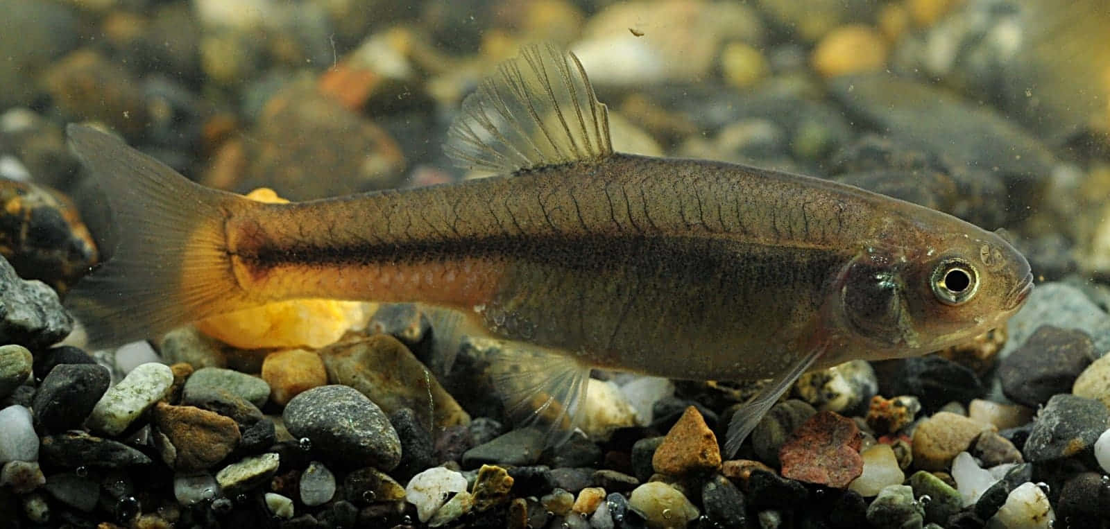 Fathead Minnow, dark stripe, orange belly, HD Desktop Wallpaper