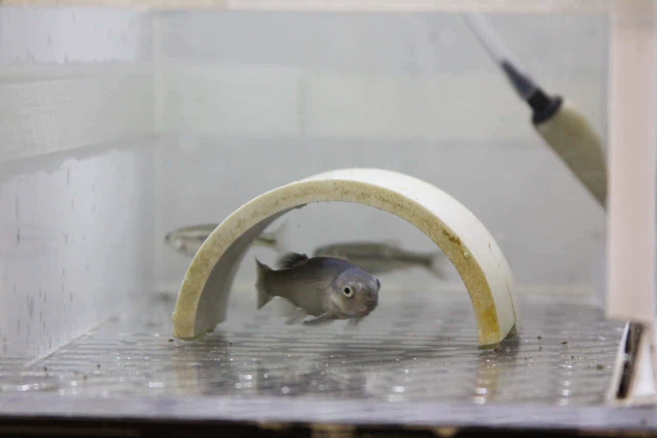 Fathead Minnow, laboratory setting, curved white plastic arch, HD Desktop Wallpaper