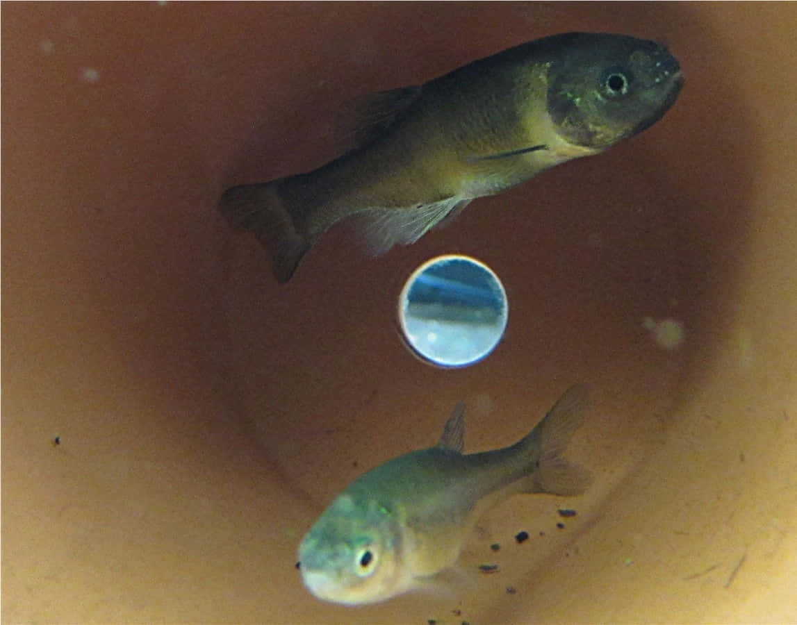 Fathead Minnow, aquarium, terraco container, SD Desktop Wallpaper