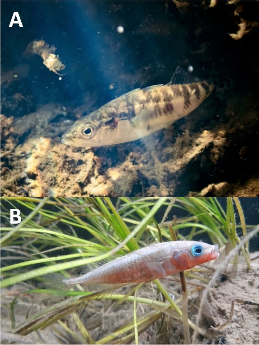 Fathead Minnow, striped body, rocky bottom, SD Phone Wallpaper