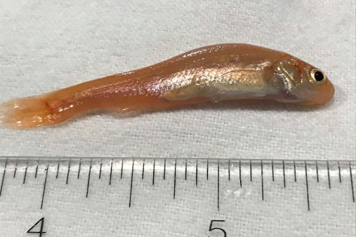 Fathead Minnow, ruler, translucent orange fish, SD Desktop Wallpaper