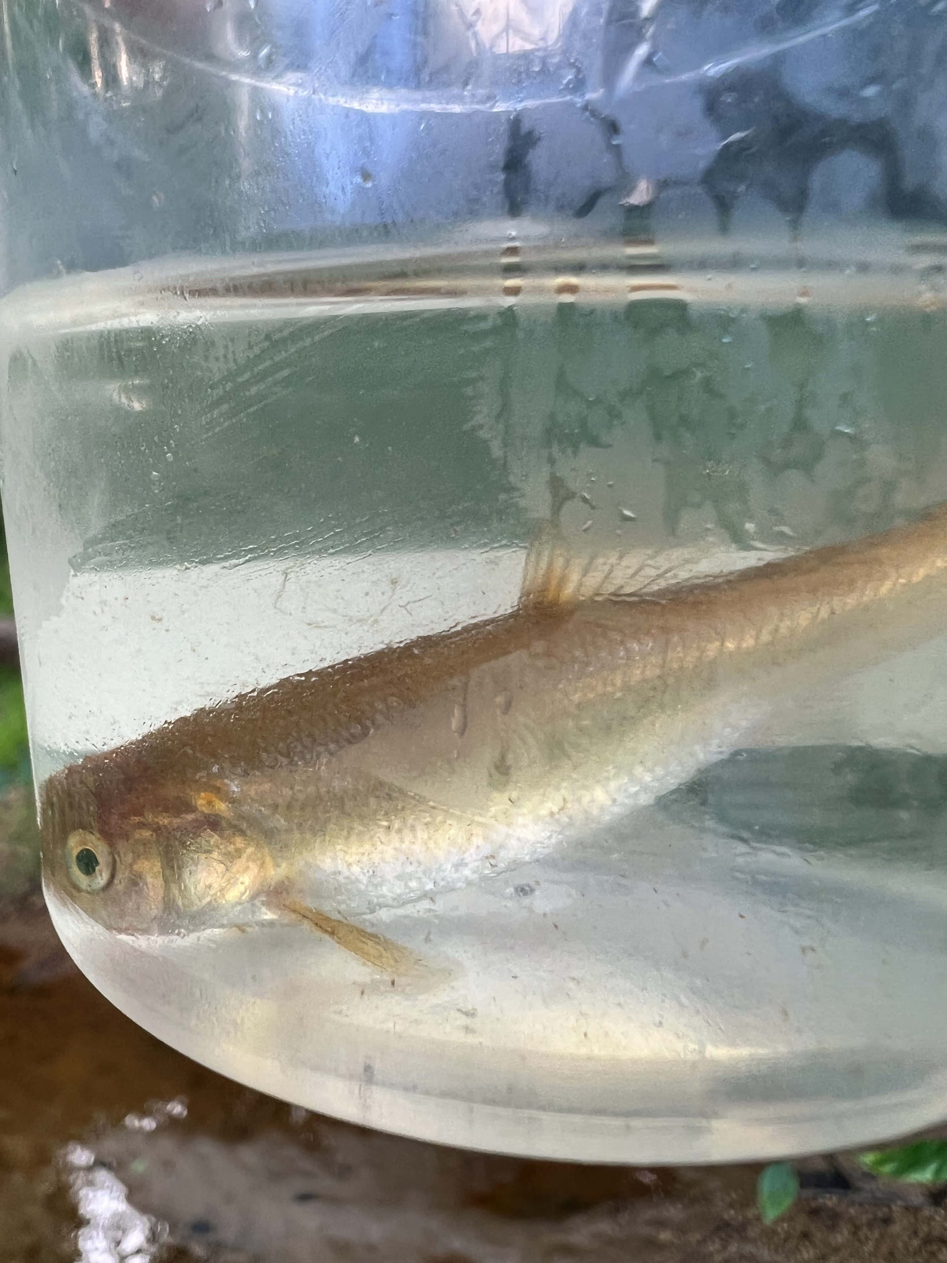 Fathead Minnow, transparent container, plastic cup, 4K Phone Wallpaper