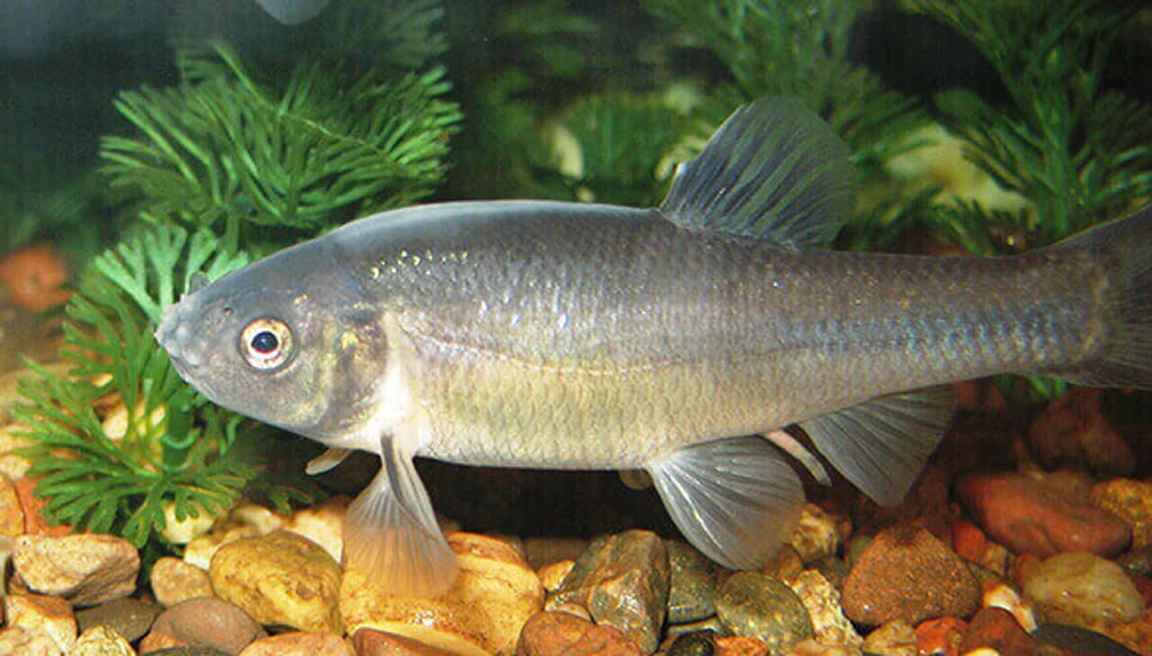 Fathead Minnow, aquarium, sleek silver fish, HD Desktop Wallpaper