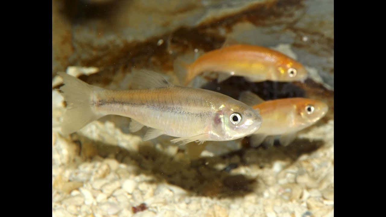 Fathead Minnow, underwater, gravel bottom, HD Desktop Wallpaper