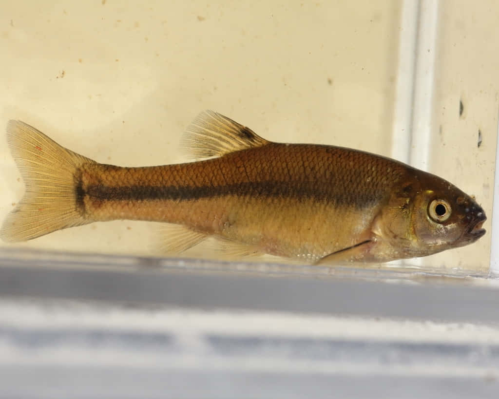 Fathead Minnow, brown fish, dark lateral stripe, SD Desktop Wallpaper