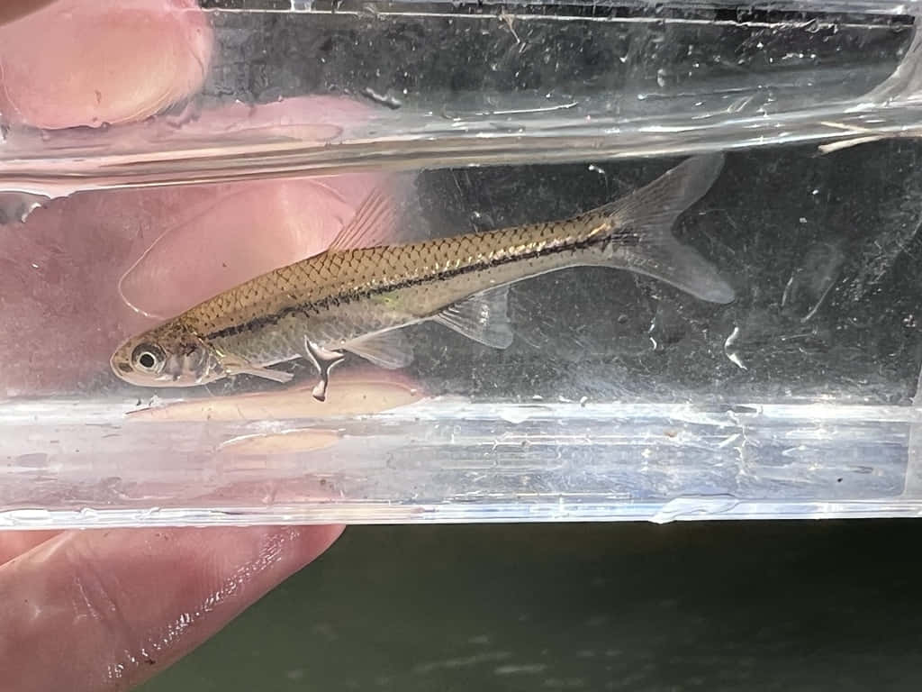 Fathead Minnow, transparent container, clear plastic container, SD Desktop Wallpaper
