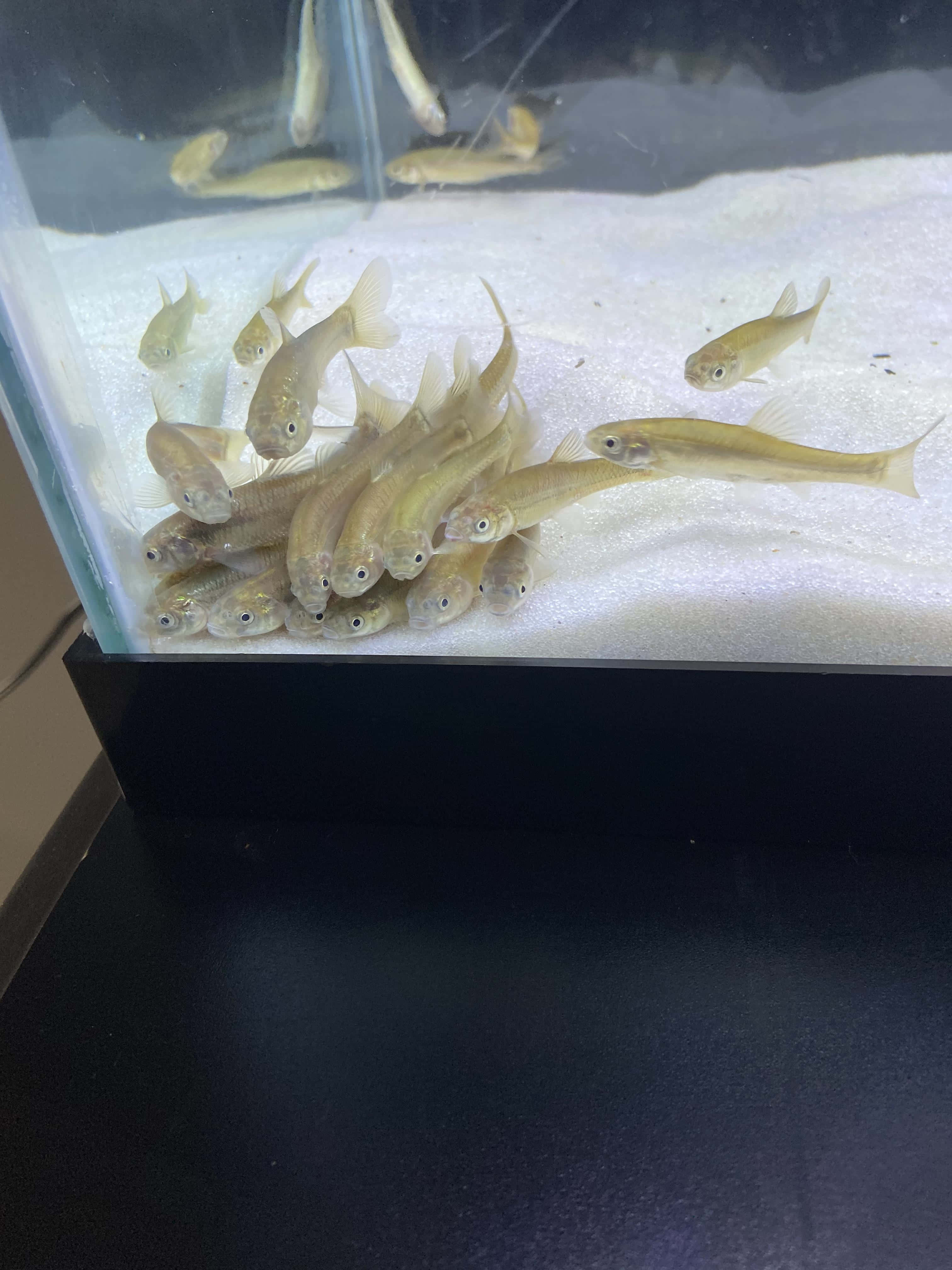 Fathead Minnow, school of fish, pale yellow, 4K Phone Wallpaper